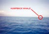 Humpback wahle